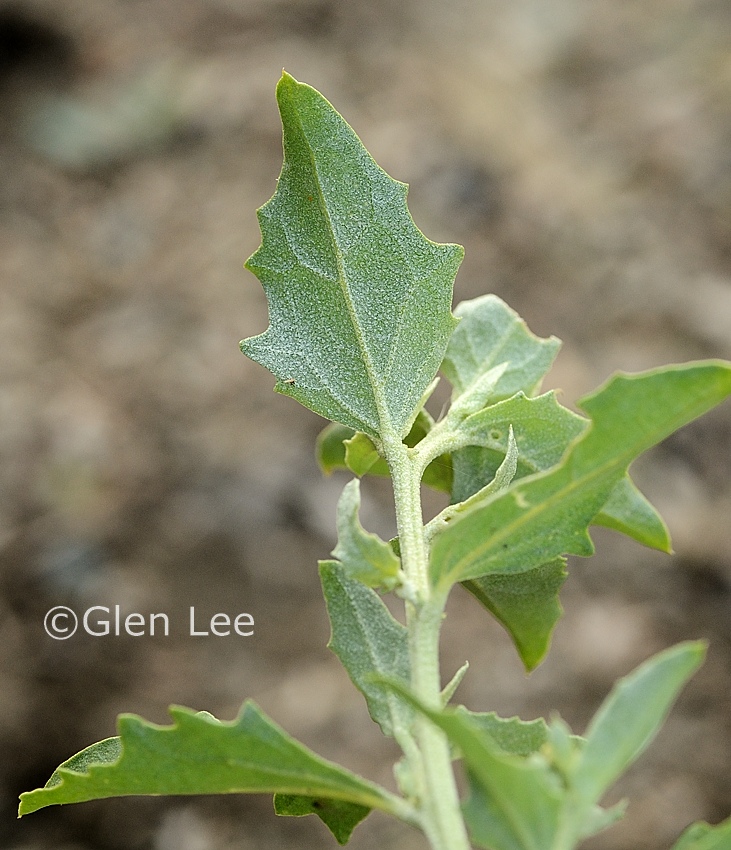 Atriplex rosea photos Saskatchewan Wildflowers